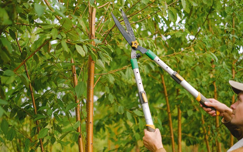 Tree trimming in Garden, MI