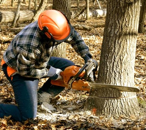 Tree Removal in Garden, MI